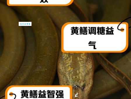 蚯蚓、黄鳝都雌雄同体？探索自然界的性别奥秘