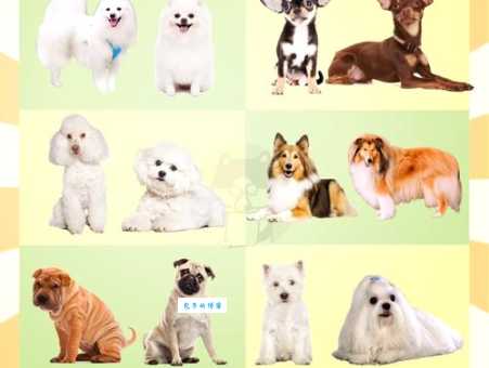 皮特犬的历史与发展：从斗犬到家庭宠物的转变
