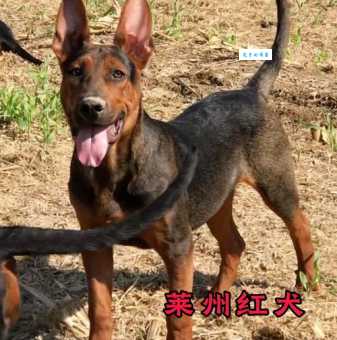 莱州红犬：忠诚可靠的家庭伴侣犬，了解它的独特魅力