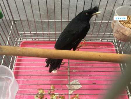 巴哥鸟好养吗？新手小白如何轻松饲养巴哥鸟？