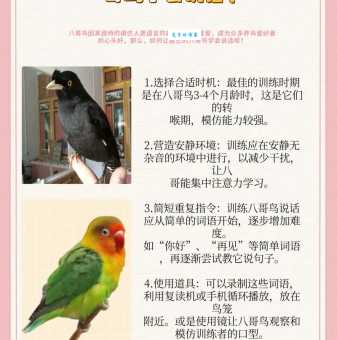 巴哥鸟好养吗？新手小白如何轻松饲养巴哥鸟？
