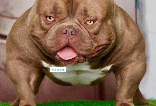 美国恶霸犬：了解这个充满争议的犬种
