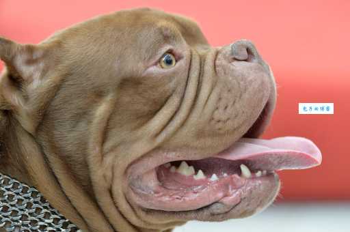 美国恶霸犬：了解这个充满争议的犬种