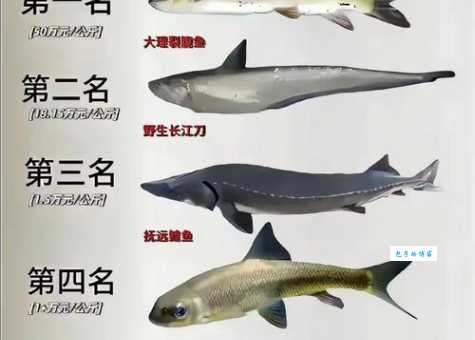 鳇鱼：巨型淡水鱼王，揭秘它的生活习性和现状
