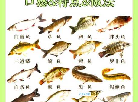 各式鱼类的生活习性大比拼：你了解多少？