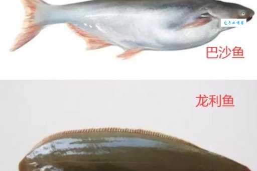 巴沙鱼和龙利鱼哪个更好？营养价值、价格大比拼！