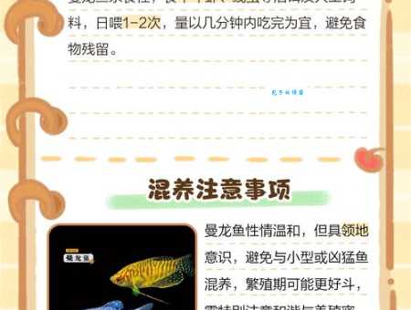 曼龙鱼怎么养？新手饲养曼龙鱼的完全指南