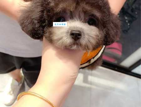 想养茶杯泰迪犬？这些优缺点你必须知道！