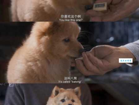 电影八公忠犬：温暖治愈，泪点满满的忠诚故事