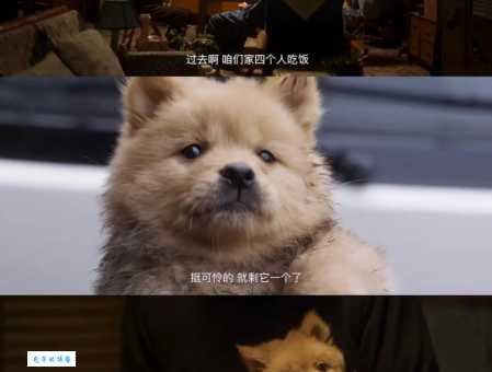电影八公忠犬：温暖治愈，泪点满满的忠诚故事