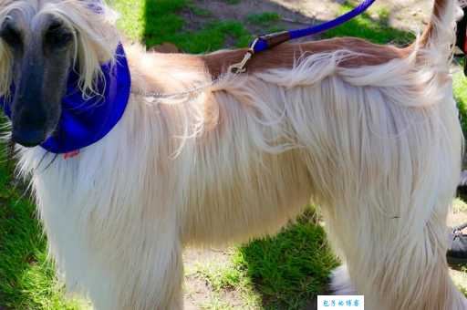 了解阿富汗犬：高贵外表下，它真的适合家养吗？