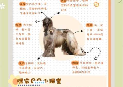 了解阿富汗犬：高贵外表下，它真的适合家养吗？