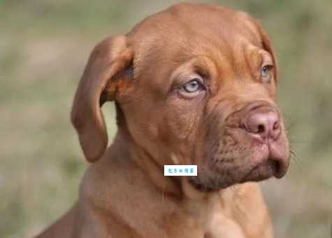 波尔多犬价格及饲养指南：养一只波尔多犬需要注意什么？