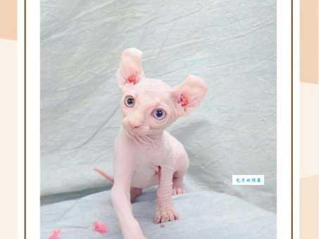 想养无毛猫？先看看这些优点和缺点，别后悔！