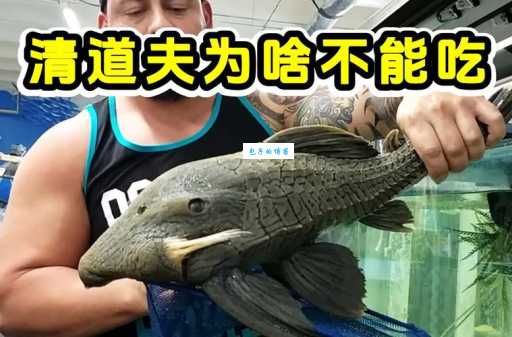为什么不建议吃清道夫鱼？它到底有多脏？看完你就明白了！