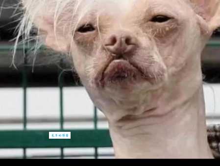 世界最丑狗狗排行榜，颠覆你对狗狗的认知！