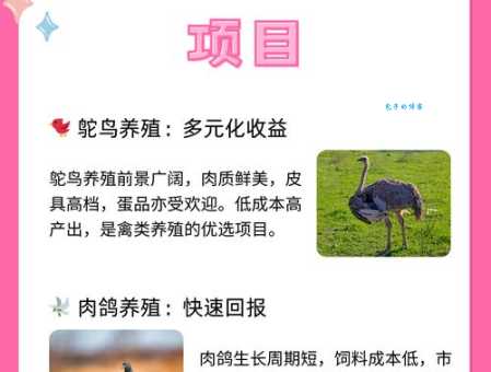 小驼鸟养殖利润高吗？一只多少钱？成本收益分析