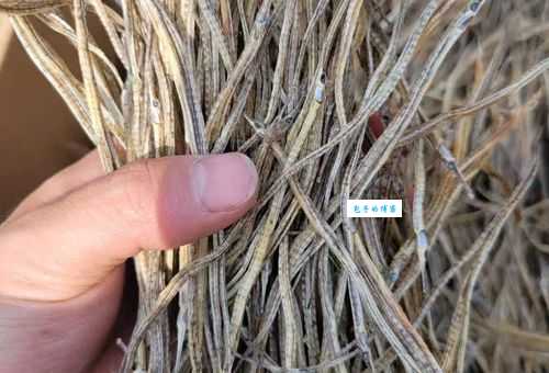 海龙鱼的种类有哪些？不同种类海龙鱼的区别是什么？