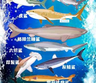 沙拉真鲨与其他鲨鱼的区别：如何辨别真伪？
