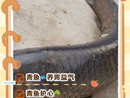 青川鱼的营养价值及功效：健康美味两不误