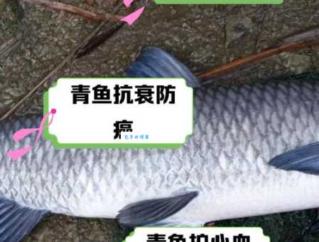 青川鱼的营养价值及功效：健康美味两不误