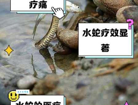黑水蛇有毒吗？被黑水蛇咬了怎么办？