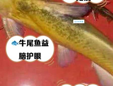超详细剑尾鱼养殖指南：新手也能轻松养活