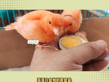 想养黄玉鸟？新手入门指南：品种选择与日常护理