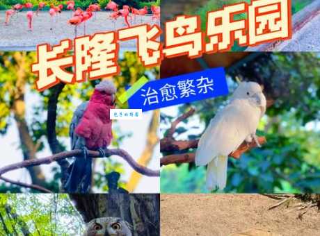 你了解飞龙鸟吗？认识这种美丽的山林精灵