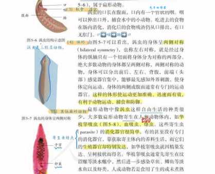 探索扁形动物：从形态到习性全方位解读扁形动物