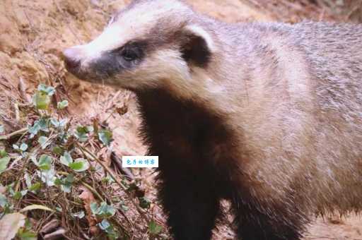 獾是什么动物？揭秘獾的形态特征和生活习性