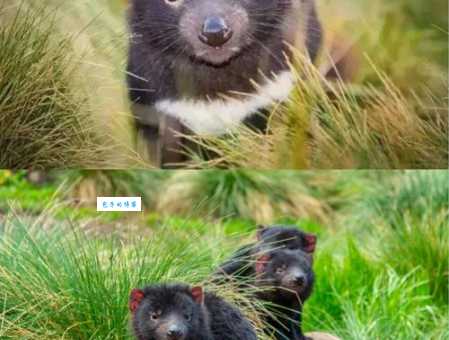 獾是什么动物？揭秘獾的形态特征和生活习性