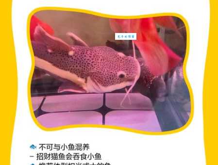 招财鱼好养吗？新手入门养招财鱼的经验分享