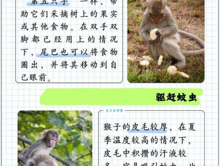 动物的尾巴有什么作用？探索动物尾巴的奥秘与进化！
