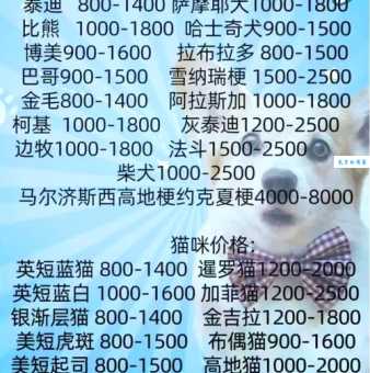 威斯拉犬价格及购买注意事项，避免上当受骗