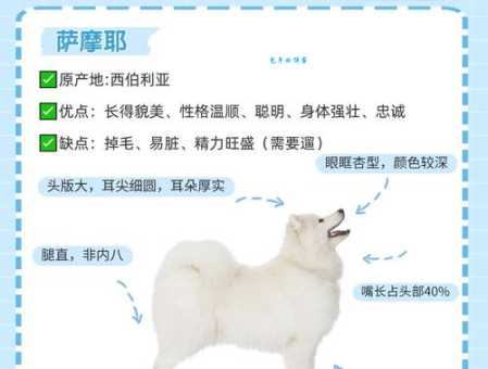 萨摩耶犬的品种介绍、挑选技巧及饲养注意事项