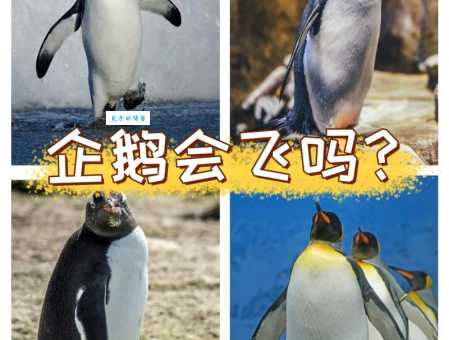 企鹅的翅膀是用来干什么的？水中飞行的奥秘！