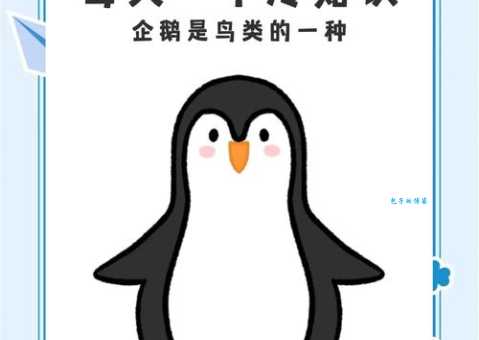 企鹅的翅膀是用来干什么的？水中飞行的奥秘！