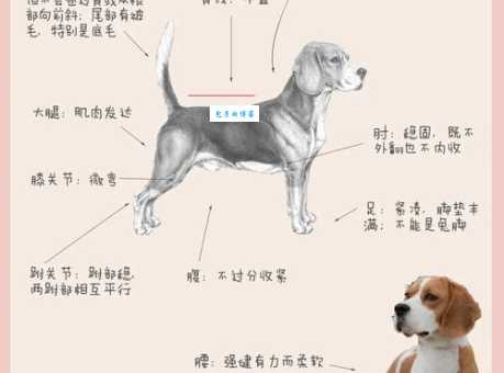 各地比格犬价格一样吗？影响比格犬价格的因素有哪些？