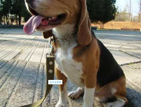 各地比格犬价格一样吗？影响比格犬价格的因素有哪些？