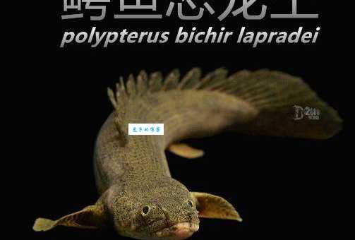 恐龙鱼观赏鱼：古老鱼类，水族箱里的“活化石”