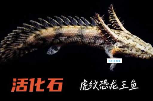 恐龙鱼观赏鱼：古老鱼类，水族箱里的“活化石”