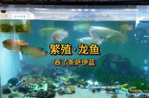 银龙鱼饲养指南：新手必看，轻松养好这条“活化石”