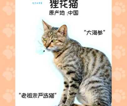 花狸猫的传说故事：从古至今的民间流传