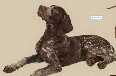 指示犬训练技巧：培养优秀的狩猎犬助手