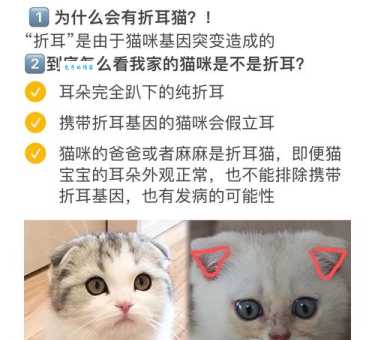 苏格兰折耳猫价格及挑选技巧：如何避免买到病猫？