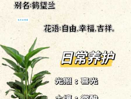 天堂鸟花语是什么？寓意爱情、长寿和吉祥！