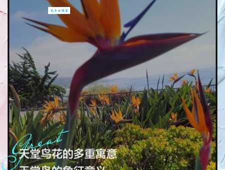 天堂鸟花语是什么？寓意爱情、长寿和吉祥！