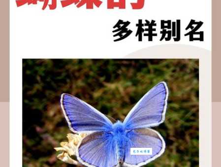 蝴蝶寻花蜜的秘密：嗅觉、触觉哪个更重要？