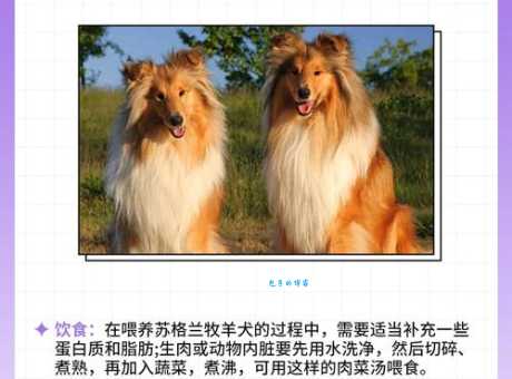 最新苏格兰牧羊犬价格表，帮你避开价格陷阱！